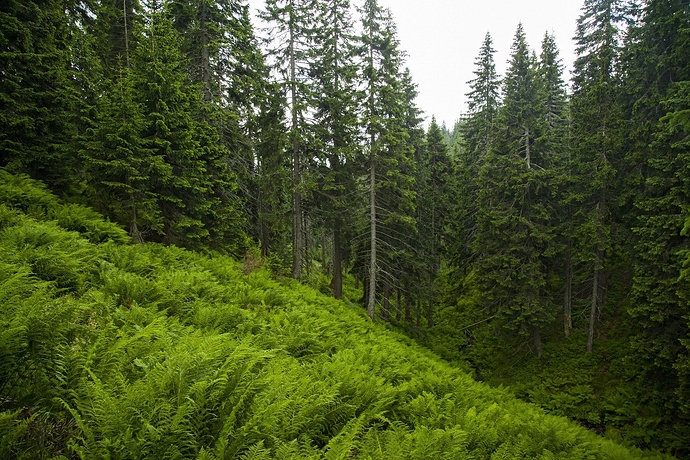 krkonose