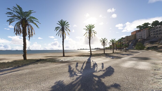 palm22.PNG