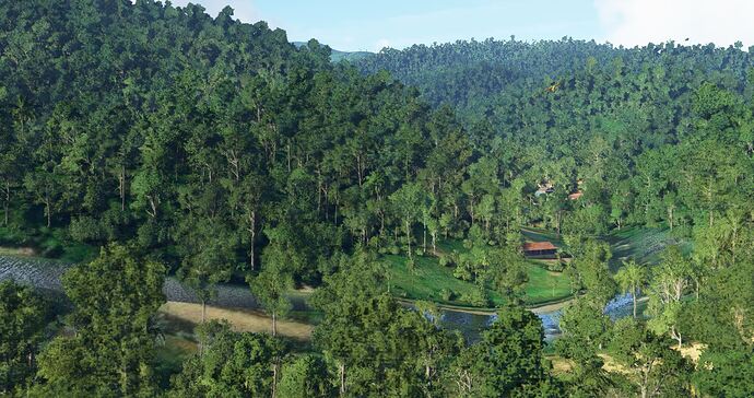 Rainforest9Panama2