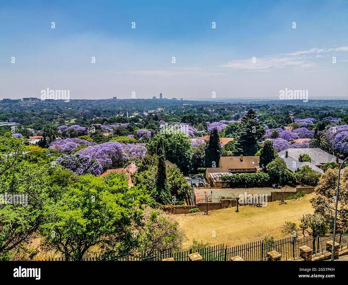 aerial-view-of-johannesburg-the-largest-urban-forest-during-spring-jacaranda-blooming-in-october-in-south-africa-2G57PKH