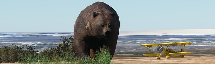 Bear8