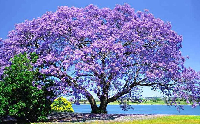 Jacaranda-Tree-Cape-Coral