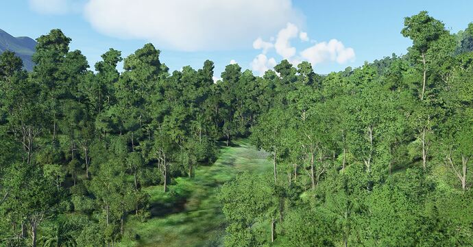 Rainforest6x