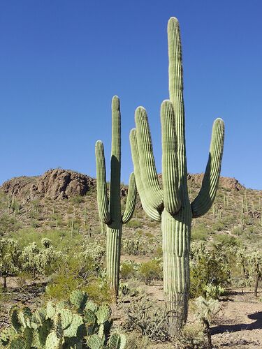 Carnegiea_gigantea_in_Saguaro_National_Park_near_Tucson,Arizona_during_November(58)