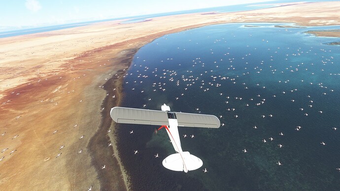 Dahalak Flamingoes, Red Sea