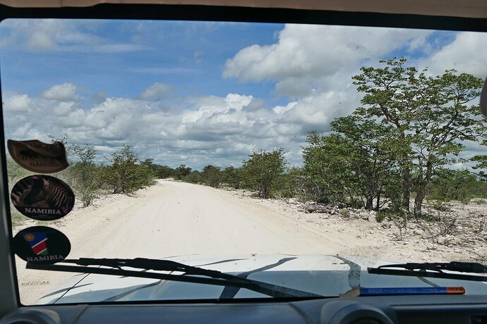 Mopane forest west of "Aus" waterhole, Etosha NP