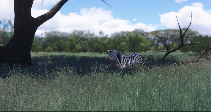 zebra