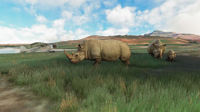 plane_and_animals__rhinoceros_3