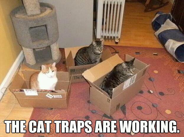 traps-cat