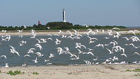 Terns_on_Cape_Island