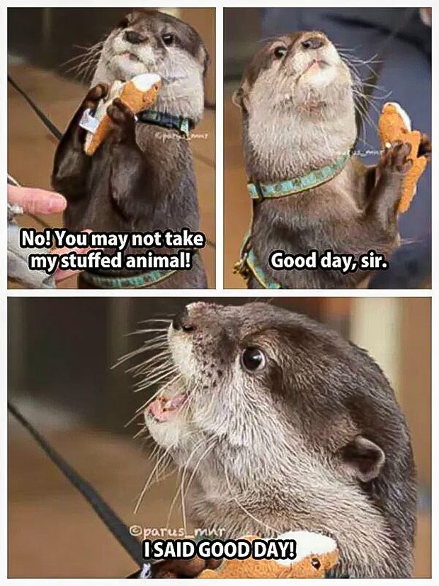 Good-Day-Sir-Otter-Meme