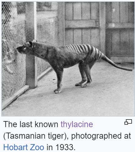 tas-tiger