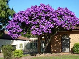 purple tree1